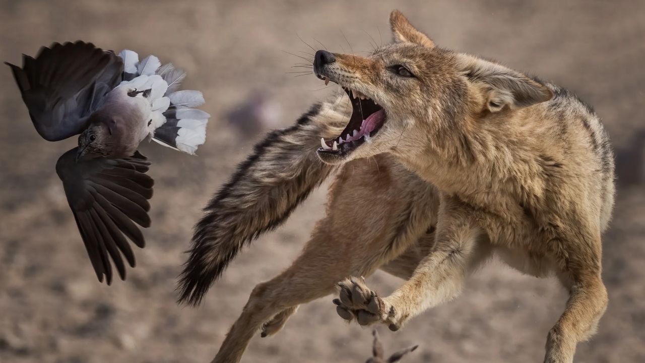 برترین دوربین‌های عکاسی حیات‌وحش سال 2025 معرفی شدند